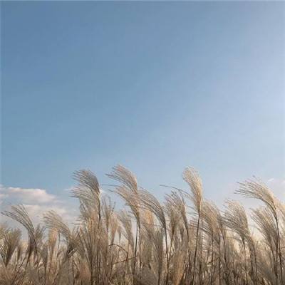 深海保卫战h5破解版下载